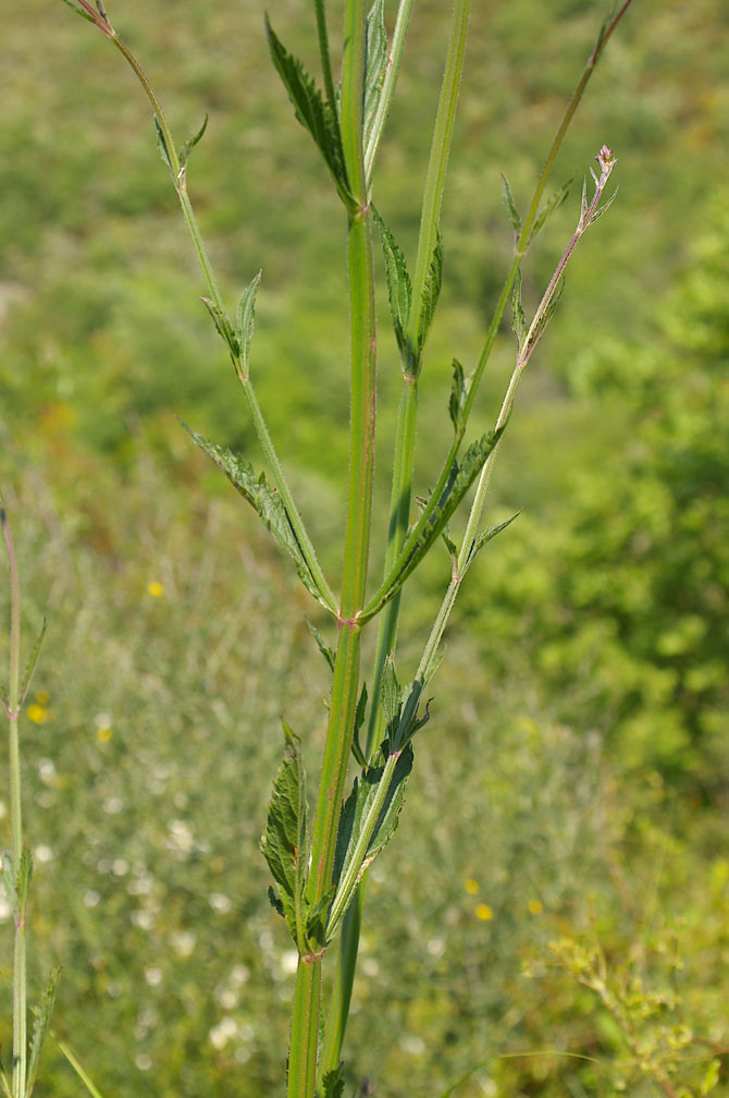 Verbena bonariensis / Verbena del Brasile